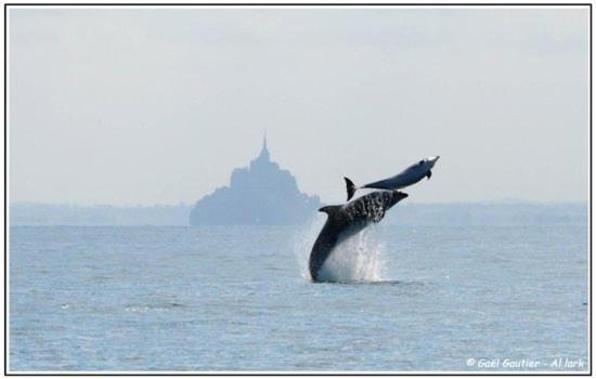 Baie Mt St Michel , Jullouville , Villa Caprice Rdc , 50 M Mer ,7 Pers , Pres Plage Dday 외부 사진